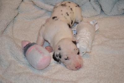 Ch A Snowflake of Sweet Giants