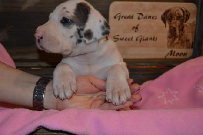 Ch A Snowflake of Sweet Giants