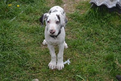 Ch A Snowflake of Sweet Giants