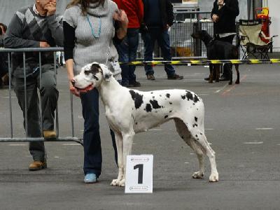 Ch A Snowflake of Sweet Giants