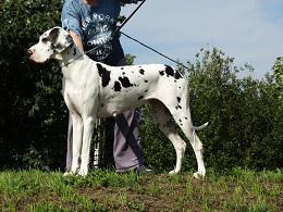 Ch A Snowflake of Sweet Giants