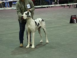 Ch A Snowflake of Sweet Giants