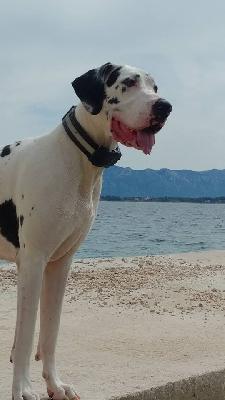 Ch A Snowflake of Sweet Giants