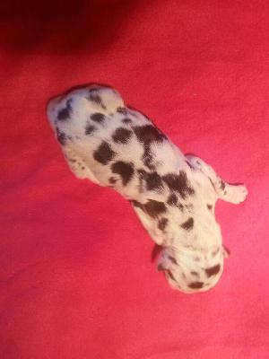 Nuliane Von Schlesien