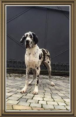 Nuliane Von Schlesien