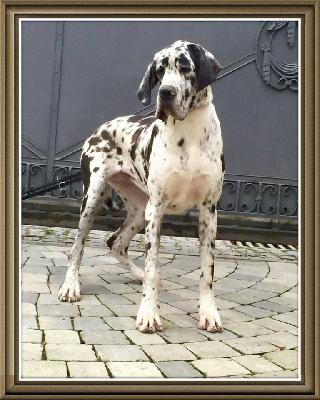 Nuliane Von Schlesien