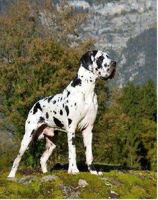 Ch Desperado vom Hause Black Diamond