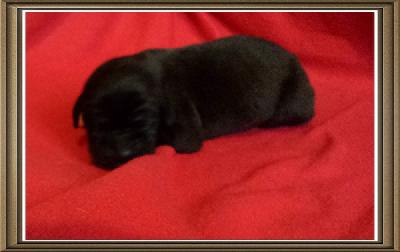 Oskar-Celatko Von Schlesien