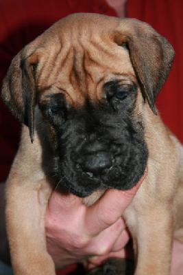 Jango von Nonius