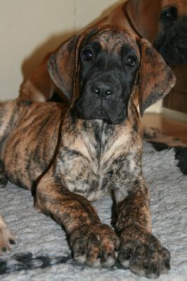 Jack Daniels von Nonius