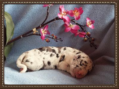 Peter Pan Von Schlesien