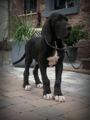 Paronin Von Schlesien