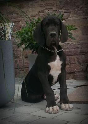 Paronin Von Schlesien