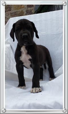 Pablo Picasso Von Schlesien