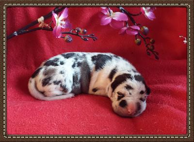 Petrisse Von Schlesien