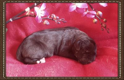 Phahhma Von Schlesien