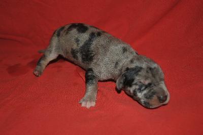 Fr�ulein Ida Singularis