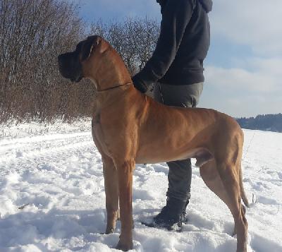 Reno von der Ofnethhle