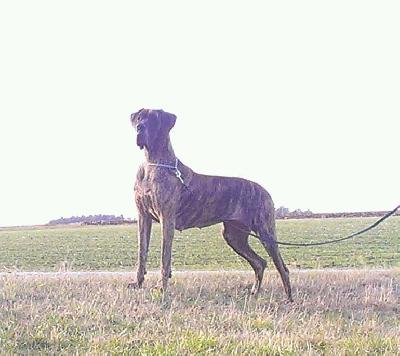 Ophelia von der Ofneth�hle