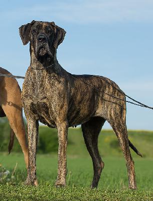 Ophelia von der Ofneth�hle