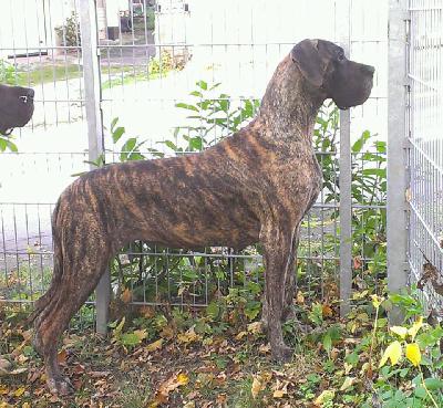 Ophelia von der Ofnethhle