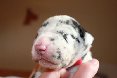 Xaria vom Hause Rawert