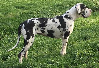 Xaria vom Hause Rawert