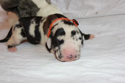 Xantos-Dios vom Hause Rawert