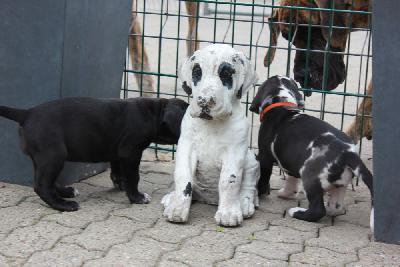 Xantos-Dios vom Hause Rawert