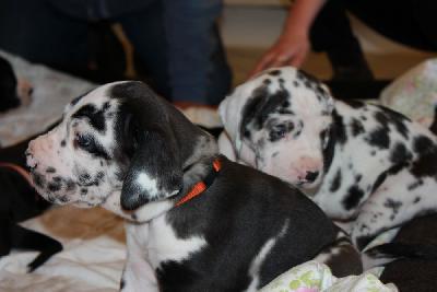 Xantos-Dios vom Hause Rawert