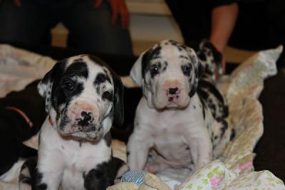 Xantos-Dios vom Hause Rawert