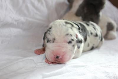 Xandro-Balou vom Hause Rawert