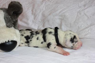 Xandro-Balou vom Hause Rawert