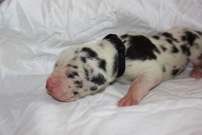 Xandro-Balou vom Hause Rawert