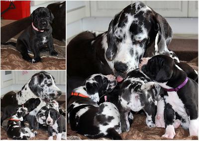 Xandro-Balou vom Hause Rawert