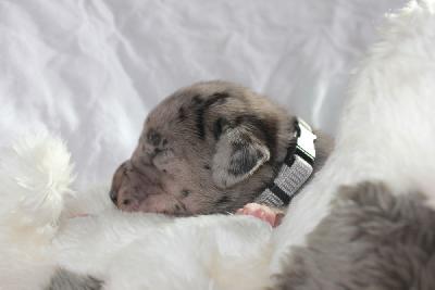 Xheva vom Hause Rawert