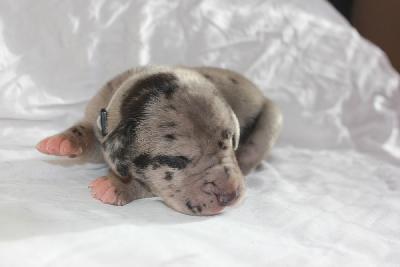 Xheva vom Hause Rawert