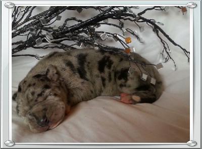 Quincey Von Schlesien