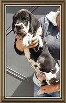 Qwonny Von Schlesien