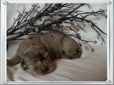 Quetina Von Schlesien