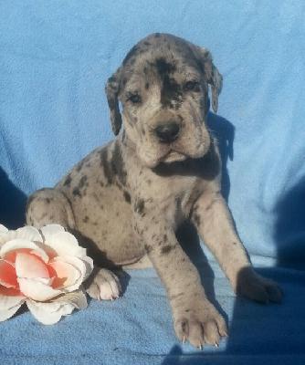 Quetina Von Schlesien