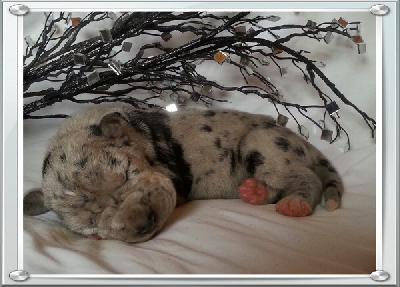 Qwenda Von Schlesien