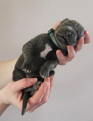 Flash von Tir Na Nogh