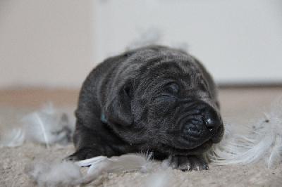 Flash von Tir Na Nogh