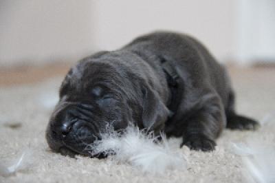 Famous von Tir Na Nogh