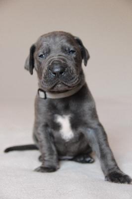 Famous von Tir Na Nogh