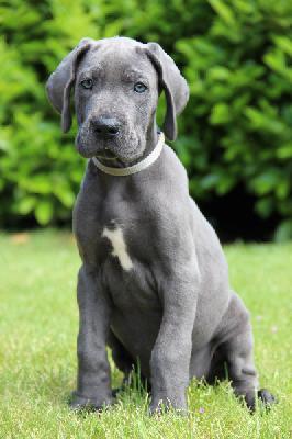 Famous von Tir Na Nogh