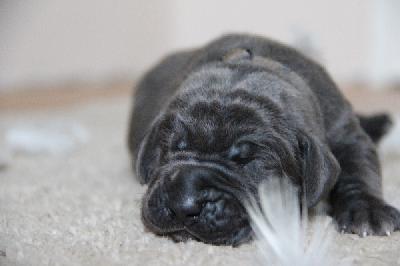 Fantastic Blue von Tir Na Nogh