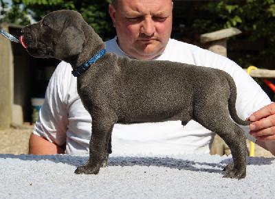 Fantastic Blue von Tir Na Nogh