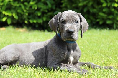 Fantastic Blue von Tir Na Nogh